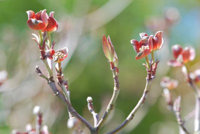 Cornus florida 'Cherokee Chief' - dřín květnatý - jarní pučení (2)